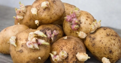 PATATESLERDE FİLİZLENMEYİ BU YÖNTEMLE DURDURUN