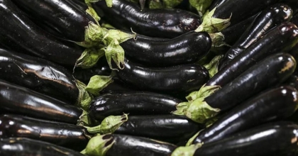 PATLICANIN EN SAĞLIKLI HALİ