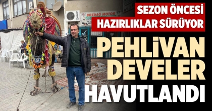 PEHLİVAN DEVELER HAVUTLANDI