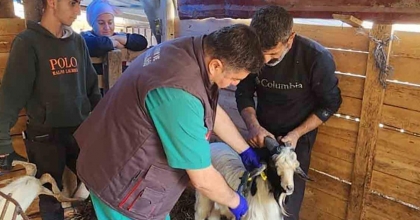 SÖKE’DE KÜÇÜKBAŞ HAYVANLARA VEBA AŞISI YAPILDI
