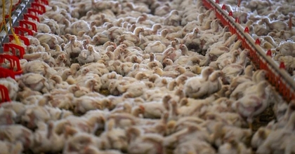 TAVUK ETİ ÜRETİMİ EYLÜLDE YÜZDE 11,8 ARTTI