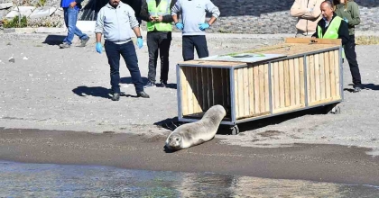 TEDAVİSİ TAMAMLANAN AKDENİZ FOKU MAVİ SULARLA BULUŞTU
