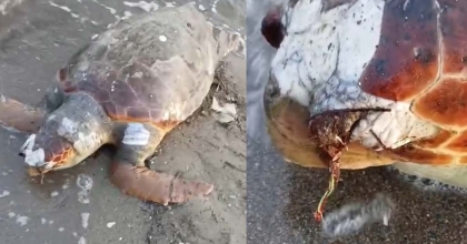 URLA’DA SAHİLDE ÖLÜ DENİZ KAPLUMBAĞASI BULUNDU