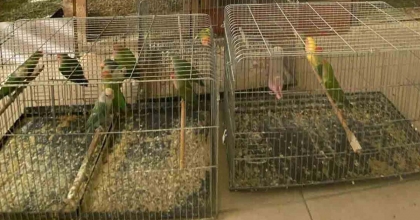 ÜRETİMİ YASAK PAPAĞAN SATIŞI YAPAN ŞAHSA CEZA