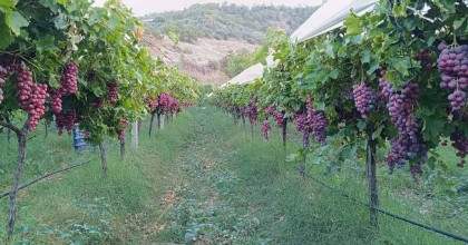 SARIGÖL'DE RED GLOBBE ÜZÜMDE HASAT DEVAM EDİYOR