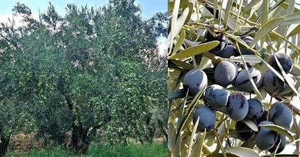 ZEYTİN ÜRETİCİSİ ZOR DURUMDA