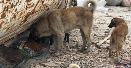 ADALET SAVUNUCULARI SOKAK HAYVANLARINI BESLEDİ