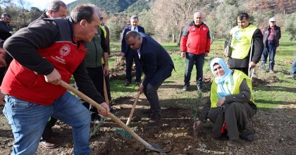 YANGINDA ZARAR GÖREN ÜRETİCİLERE ZEYTİN FİDANI DAĞITILDI