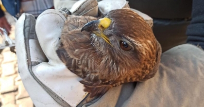 SIKIŞTIĞI OTOMOBİL PANJURUNDA 345 KİLOMETRE YOL YAPTI