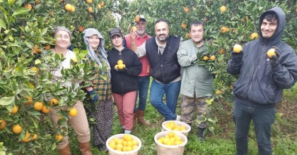 AYDIN'DA PORTAKAL ÜRETİCİSİ BU YIL UMDUĞUNU BULAMADI