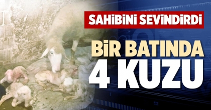BİR BATINDA 4 KUZU