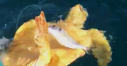 BALIKÇININ DİKKATİ 2 CARETTAYI KURTARDI