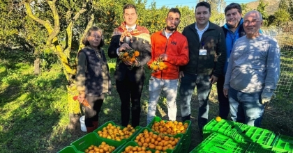 BAŞKAN MANDALİNCİ, MANDALİNA HASADINA KATILDI