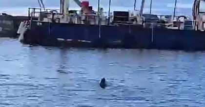 BODRUM'DA AKDENİZ FOKU GÖRÜNTÜLENDİ