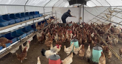 BODRUM’DA SAHİPSİZ KÖPEKLER DEHŞET SAÇTI: BİNDEN FAZLA TAVUK TELEF OLDU