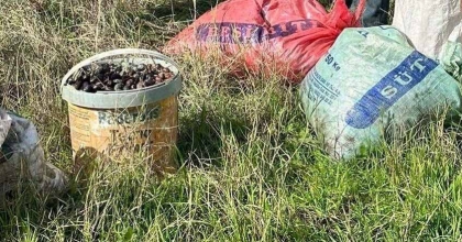 ÇALDIĞI ZEYTİNLERLE SUÇÜSTÜ YAKALANDI