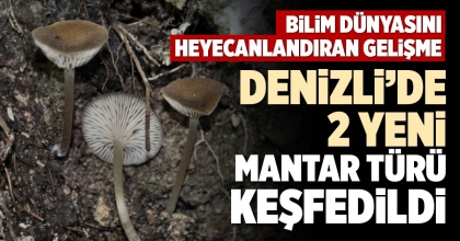 DENİZLİ’DE 2 YENİ MANTAR TÜRÜ KEŞFEDİLDİ