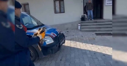 JANDARMANIN BULDUĞU YARALI KIZILŞAHİN KORUMA ALTINA ALINDI