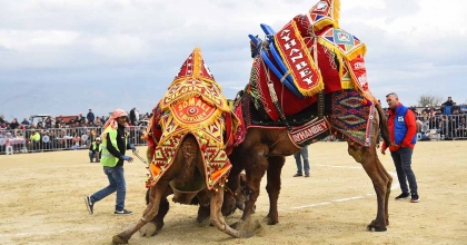 EFELER'DEKİ DEVE GÜREŞİ FESTİVALİ ERTELENDİ