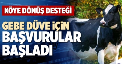 GEBE DÜVE İÇİN BAŞVURULAR BAŞLADI