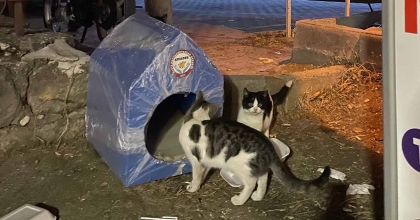 GEDİZ'DE SOKAK HAYVANLARI İÇİN YUVA