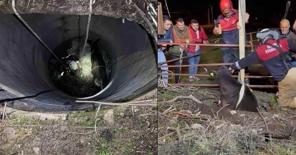 İTFAİYE EKİPLERİ BUZAĞIYI DÜŞTÜĞÜ KUYUDAN ÇIKARDI