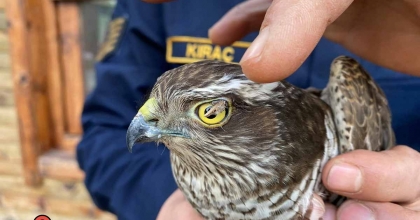 JANDARMA ATMACA’YI KORUMA ALTINA ALDI