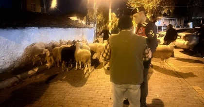 KAYIP KOYUNLARI JANDARMA DERE YATAĞINDA BULDU