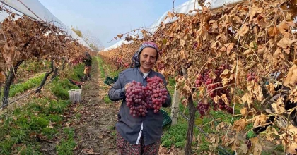 KIŞ GELDİ SARIGÖL'DE ÜZÜM HASADI DEVAM EDİYOR