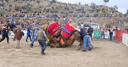 KOÇARLI’DA DEVELER ARENAYA İNDİ, ŞAMPİYONLUK İÇİN GÜREŞTİ