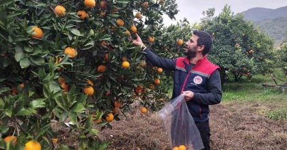 KOÇARLI'DA NARENCİYE BAHÇELERİ KONTROL ALTINDA