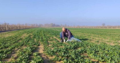 MANİSA’DA GIDALAR SOFRAYA GELMEDEN TARLADA DENETLENİYOR