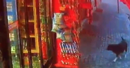 MARKETTEN CİPS ÇALAN KÖPEK KAMERAYA YAKALANDI