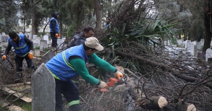 NAZİLLİ’DE DEVRİLEN AĞAÇLAR YAKACAK OLARAK KULLANILACAK