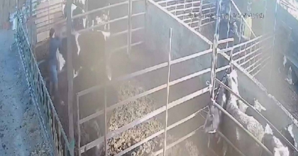 ÖFKELİ BOĞA SAHİBİNE ACIMADI