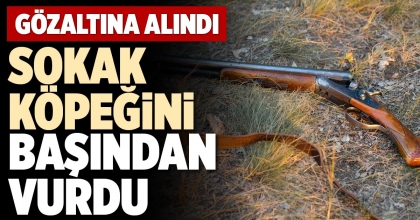SOKAK KÖPEĞİNİ BAŞINDAN VURDU