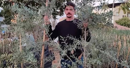 SARIGÖL'DE ARBEQUİNA ZEYTİN DİKİMİ YAYGINLAŞIYOR