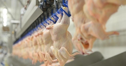 TAVUK ETİ ÜRETİMİ EKİMDE YÜZDE 11,6 ARTTI