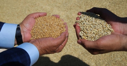 TMO, 90 GÜN VADELİ ARPA VE YULAF SATIŞINA BAŞLIYOR