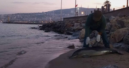 TIRTAK TÜRÜ YUNUS KARAYA VURDU