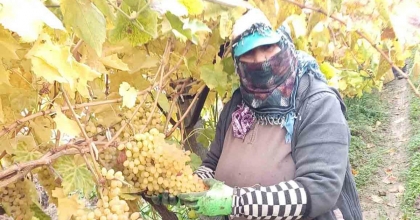TÜRKİYE'NİN ÜZÜM DEPOSUNDA HASAT KIŞIN DA DEVAM EDECEK