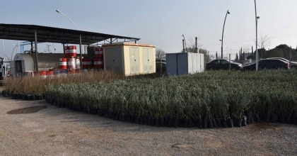 YUNUSEMRE BELEDİYESİ FİDAN DAĞITACAK