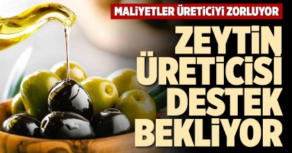 ZEYTİN ÜRETİCİSİ DESTEK BEKLİYOR
