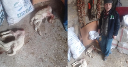 AĞILA GİREREK KUZULARI ÖLDÜRDÜ