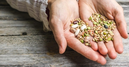 ATA TOHUMLARI TARIM KREDİ MARKETLERDE SATILACAK