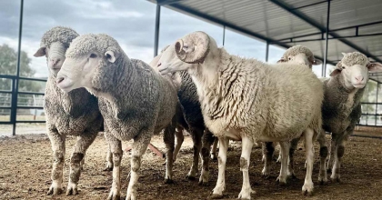 ALİAĞALI YETİŞTİRİCİLERE YÜZDE 75 HİBELİ KOÇ DAĞITIMI BAŞLIYOR