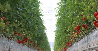 AYDIN’DA 1 YILDA 146 BİN TON DOMATES ÜRETİLDİ