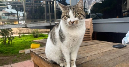 AYDIN'DA 48 BİN HAYVAN KİMLİKLENDİRİLDİ