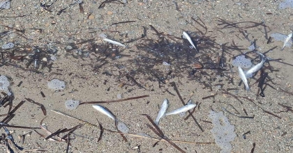 AYDIN'DA ÖLÜ BALIKLAR YİNE KIYIYA VURDU