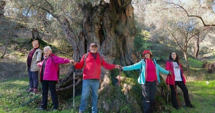 ASIRLIK ZEYTİN AĞAÇLARININ KORUMA ALTINA ALINMASI İSTİYORLAR